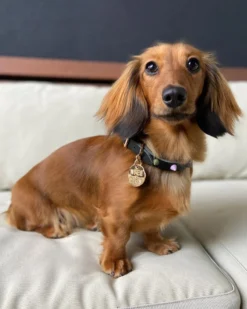 NICE DIGS Smooth Spike Dog Collar In Rocky Noir -Pet Sale Shop 3 62ebd512 5cd6 48fa 93e3 f22afb16793e