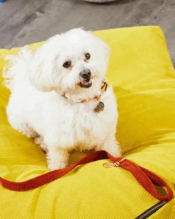 NICE DIGS Cord Dog Leash In Rust -Pet Sale Shop 3 66d583ef f00e 4da0 9c75 80c31cb6b76a