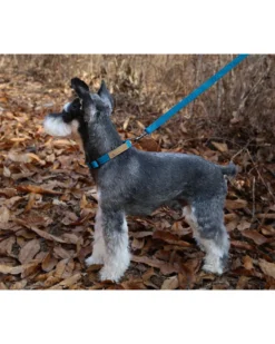 CHARLIE'S BACKYARD Easy Dog Collar In Teal (FINAL SALE) -Pet Sale Shop 3 738c8421 439d 4c3e 8a4a 67c94d2fc6b2