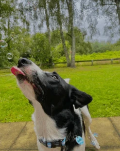 MEATY BUBBLES Smokey Bacon Dog Bubbles -Pet Sale Shop 3 7fa07b72 d8a6 4d21 8833 5a2c6e39ce9e