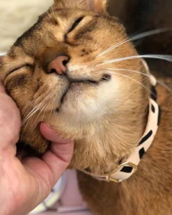 NICE DIGS Tiggy Leather Cat Collar In Black