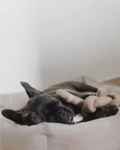 LAMBWOLF COLLECTIVE Nou Interactive Silent Dog Toy In Tan -Pet Sale Shop 3 9751d3b5 d31d 4ecf 82d2 f5db80d76351