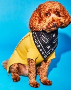 WARE OF THE DOG Merino Wool Bandana Print Sweater In Yellow -Pet Sale Shop 3 a1f5e463 a439 46b2 a989 e922f99741c2