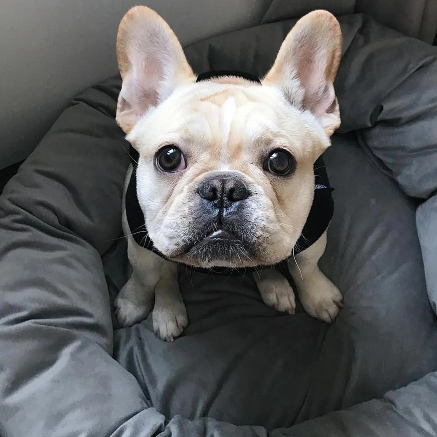 JAX & BONES Donut Dog Bed In Vintage Velour (Direct-Ship)<br>(Made In The USA) 2 JAX & BONES Donut Dog Bed In Vintage Velour (Direct-Ship)<br>(Made In The USA) - Image 2