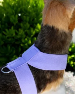 SUSAN LANCI DESIGNS Tinkie Dog Harness (Made In The USA) 10 SUSAN LANCI DESIGNS Tinkie Dog Harness (Made In The USA) -Pet Sale Shop 3 b54bb290 9ca7 4516 ac7d 55616836115f