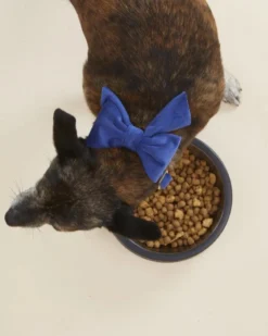THE FOGGY DOG Navy Velvet Dog Lady Bow (Made In The USA) -Pet Sale Shop 3 bc6bf1c2 61aa 40a9 b278 9f9a11110e75