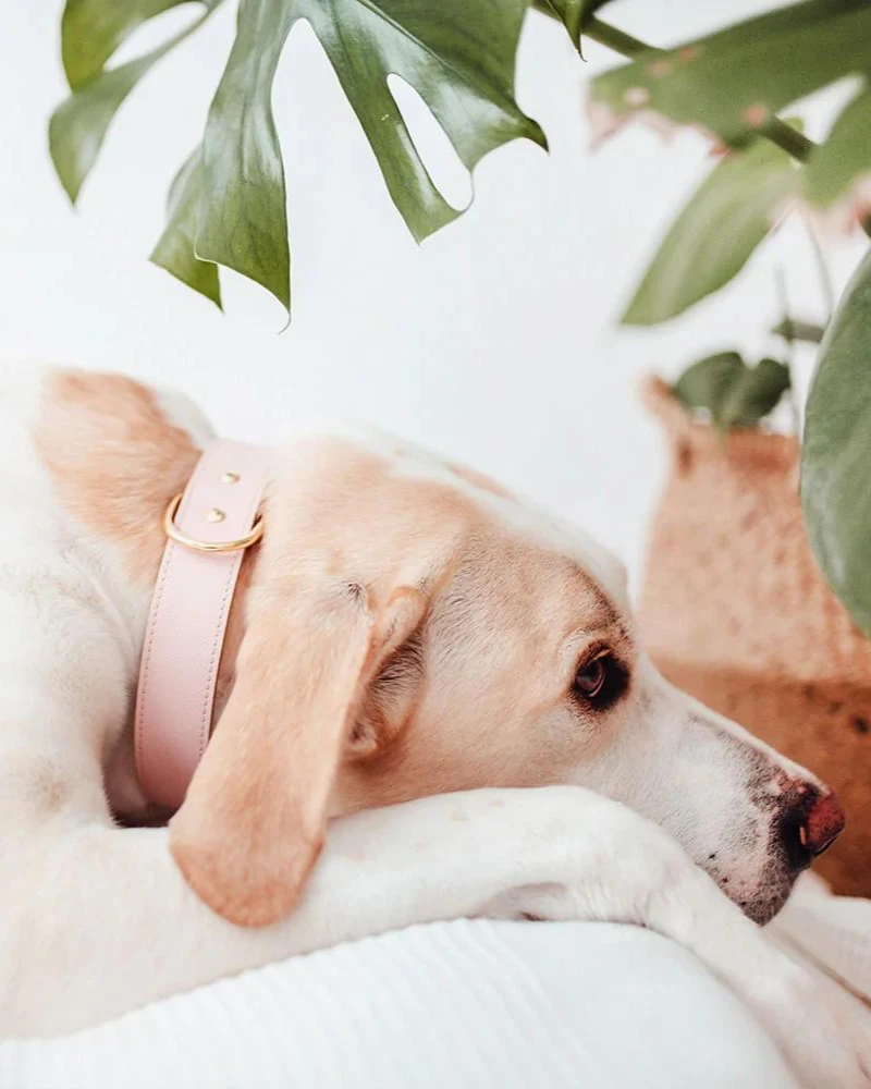 BRANNI Moni Dog Collar In Blush Pink Leather (Made In Italy) (FINAL SALE) 5 BRANNI Moni Dog Collar In Blush Pink Leather (Made In Italy) (FINAL SALE) - Image 5