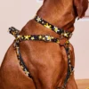 NICE DIGS Posie Leather Dog Harness In Sunshine