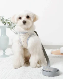 MONCHERI Padded Ice Cream Cone Dog Harness + Lead Set 16 MONCHERI Padded Ice Cream Cone Dog Harness + Lead Set -Pet Sale Shop 42 284d78d3 f3a4 475b 9d56 eb291651fc3a