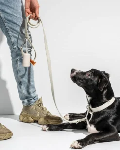 WILD ONE Modern Dog Collar In Gray -Pet Sale Shop 4 08b1a597 440b 4d92 b983 463d3f73cb99