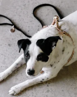 NICE DIGS Tiggy Leather Dog Harness -Pet Sale Shop 4 1f0db49c 7ead 45f2 aceb 8ff1313b8bb4