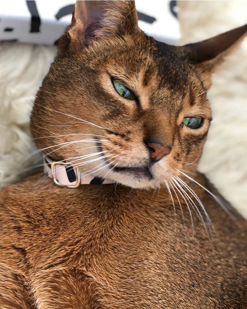 NICE DIGS Tiggy Leather Cat Collar In Black 5 NICE DIGS Tiggy Leather Cat Collar In Black - Image 5