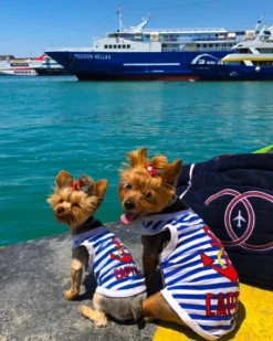 PARISIAN PETS Captain Dog Tank Top In Blue & White Stripe 13 PARISIAN PETS Captain Dog Tank Top In Blue & White Stripe -Pet Sale Shop 4 48661d9b 6283 4192 a176 82b0c1610c90