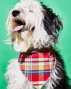WARE OF THE DOG Reversible Plaid Dog Bandana (Made In The USA)