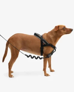 ZEE.DOG SoftWalk No-Pull Dog Harness (FINAL SALE) -Pet Sale Shop 4 6801dcc0 5e42 4318 99d8 288017f93819