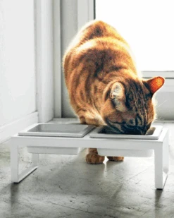 YAMAZAKI Tower Pet Food Bowl In White -Pet Sale Shop 4 6ae6efb6 58ac 4190 9fa3 a46be5a0e42d