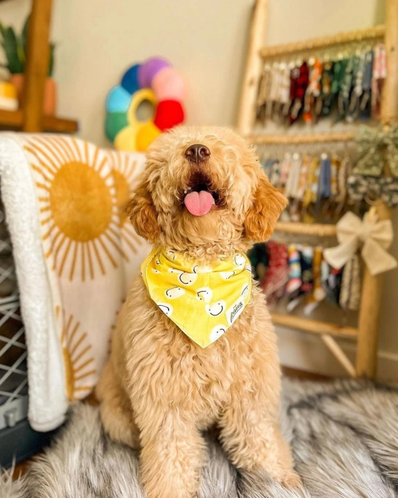 THE PAWS Smiley Friends Dog Bandana 2 THE PAWS Smiley Friends Dog Bandana - Image 2