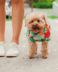 DOG THREADS Island Time BBQ Dog Shirt -Pet Sale Shop 4 8be8c2f9 8e96 44f1 8212 fd4f23e286f4