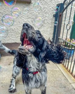 MEATY BUBBLES Smokey Bacon Dog Bubbles -Pet Sale Shop 4 a07db47c 7a7c 474f 87f5 502a72e84a52