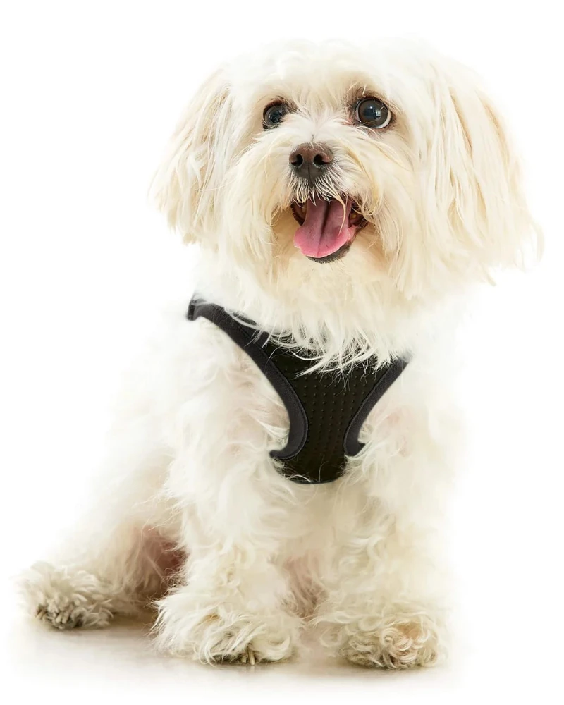 GOOBY Escape-Free Easy Fit Dog Harness 4 GOOBY Escape-Free Easy Fit Dog Harness - Image 4