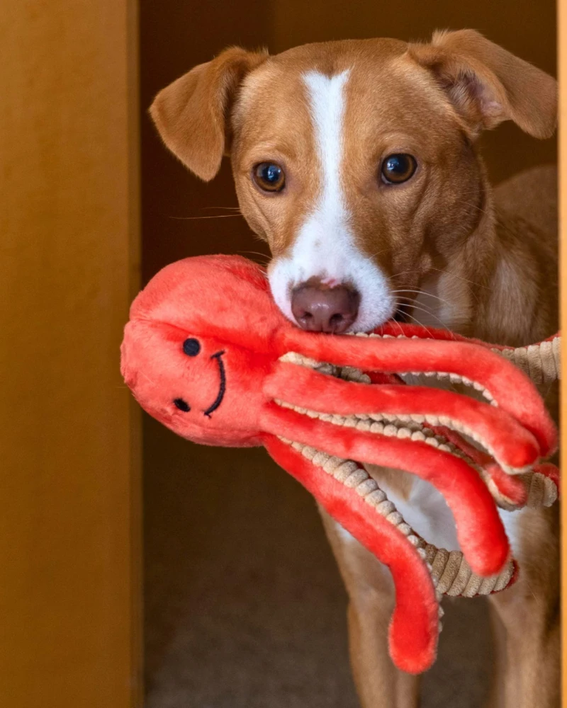 FLUFF & TUFF Squirt The Octopus Plush Squeaky Dog Toy 2 FLUFF & TUFF Squirt The Octopus Plush Squeaky Dog Toy - Image 2