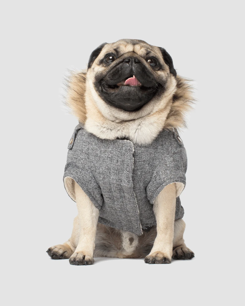 CANADA POOCH Alaskan Army Dog Parka In Salt And Pepper (FINAL SALE) 4 CANADA POOCH Alaskan Army Dog Parka In Salt And Pepper (FINAL SALE) - Image 4