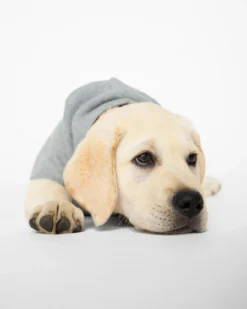 BROCHU WALKER The Cashmere Dog Hoodie Dog & Co X Brochu Walker Exclusive -Pet Sale Shop 4 c8a21a2a bc1c 419a 8b98 3575d93d2701