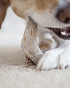 PUPFORD Split Elk Antler Dog Single Chew -Pet Sale Shop 4 ca60375c 6479 4f04 b2d2 2ed531a74267