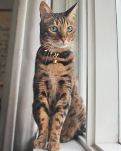 NICE DIGS Spike Leather Cat Collar In Gold Noir -Pet Sale Shop 4 cc2bfbe1 12fa 4a33 bf0d 4a1c0bbab319