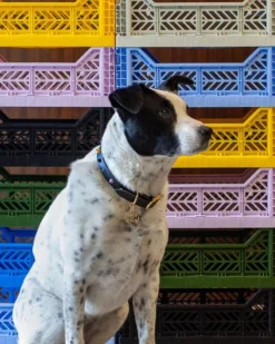 NICE DIGS Smooth Spike Dog Collar In Rocky Noir -Pet Sale Shop 4 cd9e2be5 a153 4fff 896b cd79d2f317a1