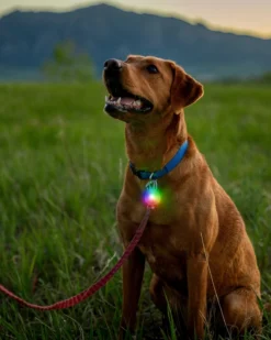 NITE IZE Rechargeable Dog Collar Light In Disc-O-Tech 6 NITE IZE Rechargeable Dog Collar Light In Disc-O-Tech -Pet Sale Shop 50 ec82fd20 a58e 4f3c 93bb 2e7d39596afc