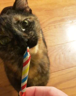 MEOWIJUANA Birthjays™ Party Sized Catnip Joints -Pet Sale Shop 52 2c651765 6958 4b11 bad6 bb1c14e10f61