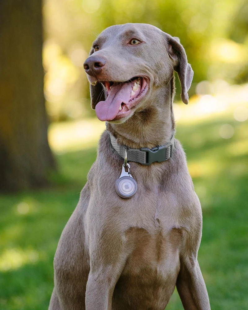 NITE IZE Wearabout™ Clippable Protective AirTag® Holder For Dogs 2 NITE IZE Wearabout™ Clippable Protective AirTag® Holder For Dogs - Image 2