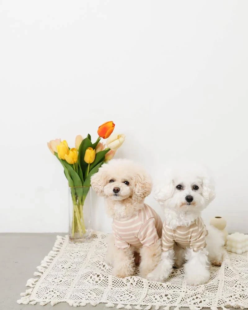 MONCHERI Ribbed Fruit Dog T-Shirts In Cherry Or Pineapple 7 MONCHERI Ribbed Fruit Dog T-Shirts In Cherry Or Pineapple - Image 7