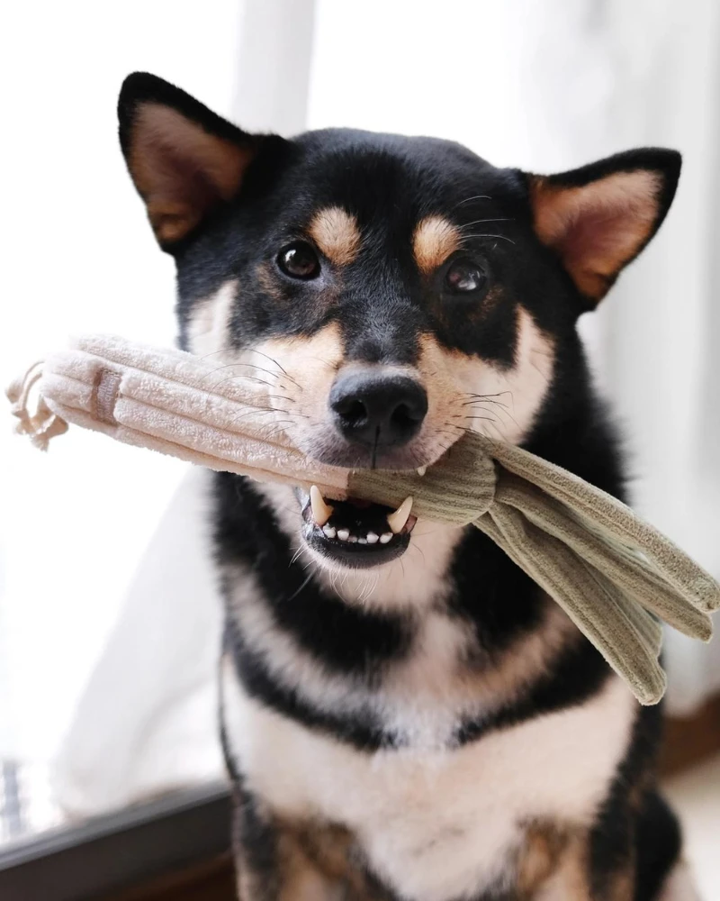 LAMBWOLF COLLECTIVE Farmer's Market Enrichment Toy Set 4 LAMBWOLF COLLECTIVE Farmer's Market Enrichment Toy Set - Image 4