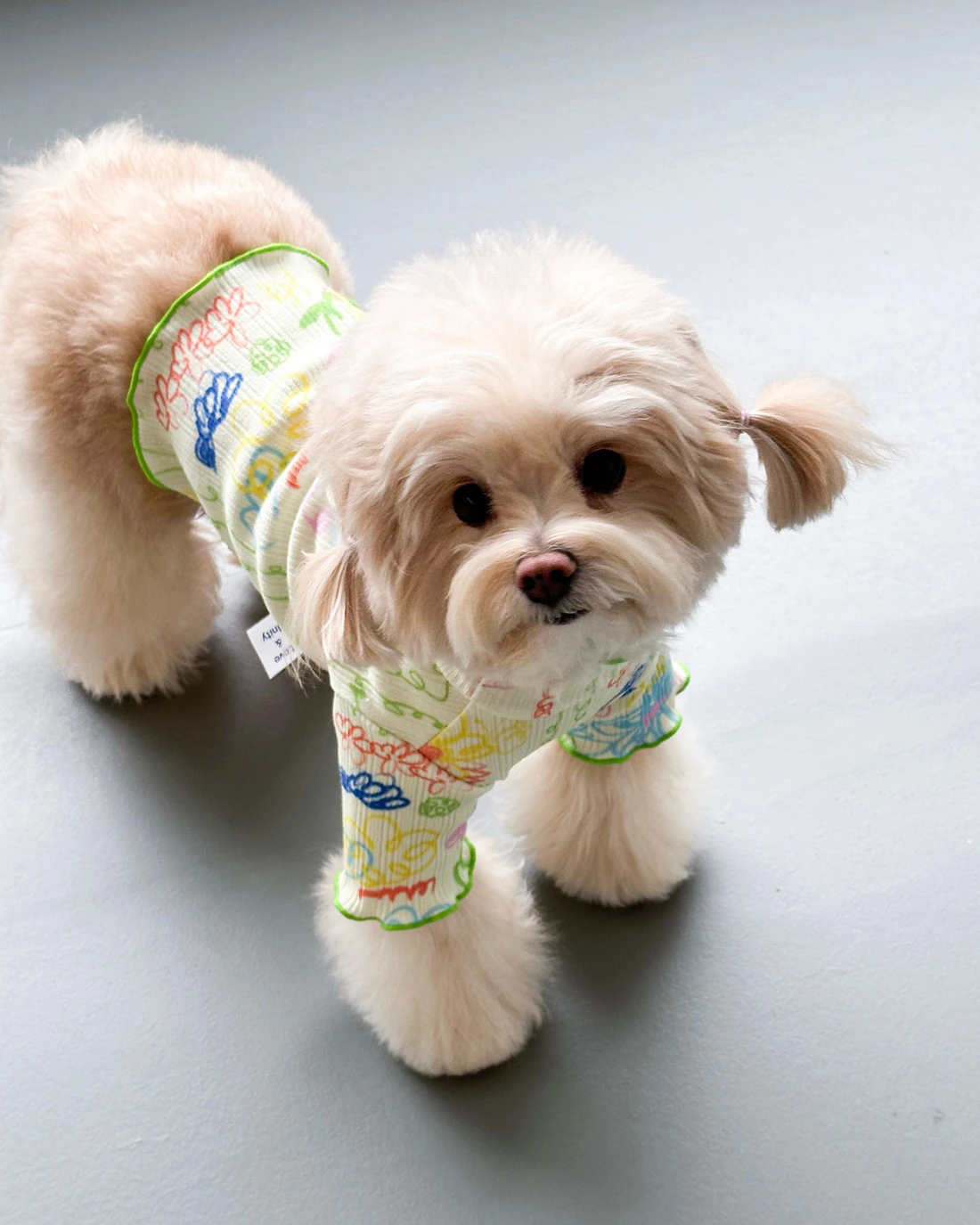 COTE A COTE Garden Lettuce Dog T-Shirt 6 COTE A COTE Garden Lettuce Dog T-Shirt - Image 6