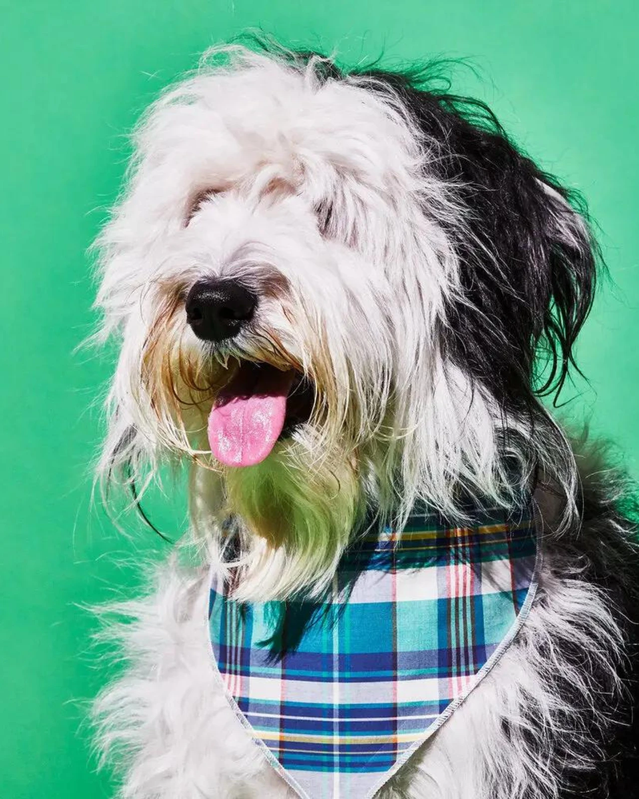 WARE OF THE DOG Reversible Plaid Dog Bandana (Made In The USA) 2 WARE OF THE DOG Reversible Plaid Dog Bandana (Made In The USA) - Image 2