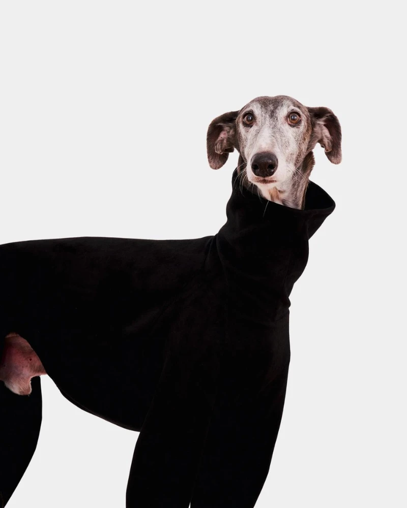 FORGALGO Dog Onesie In Black 5 FORGALGO Dog Onesie In Black - Image 5