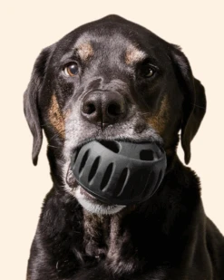 WOOF The Power Chewer Pupsicle Enrichment Dog Toy