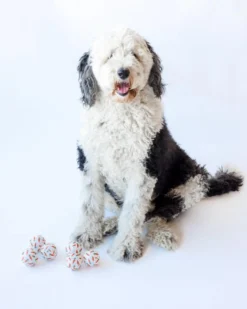 MIDLEE Cutest Carrots Tennis Ball (Mini Or Regular Size) -Pet Sale Shop 61 0572ad79 991f 41a4 9612 123c34301c6a