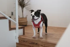 CHARLIE'S BACKYARD Comfort Dog Harness In Red -Pet Sale Shop 69f1046ea5f62858fb45fb78e00373ae