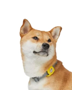 DOGS & CATS & CO. AirTag Holder For Pet Collar -Pet Sale Shop 6 16975086 d388 4160 acf6 b08fca3a902b