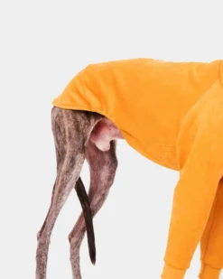 FORGALGO Long Sleeve Dog Turtleneck In Yellow (FINAL SALE) -Pet Sale Shop 6 4ab67840 8698 4d50 b4ca 6ec33325294e