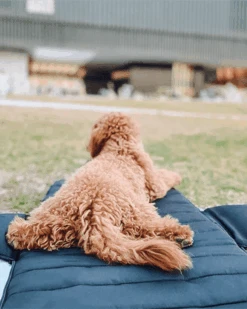 PUPS & BUBS Everywhere Convertible Tote Bag Pet Carrier 24 PUPS & BUBS Everywhere Convertible Tote Bag Pet Carrier -Pet Sale Shop 6 81d3145d 2ae5 43ed 8a21 a28656896f7b