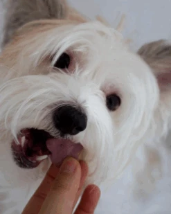 PLANT DOG Purple Sweet Potato Dog Biscuit Treats -Pet Sale Shop 6 8786da95 b8f2 4202 915f 833a0eed7ebf