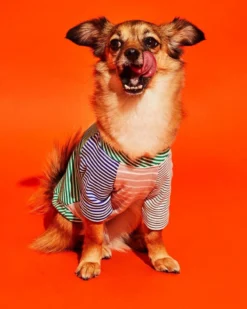 WARE OF THE DOG Green & White Striped Dog T-Shirt (Made In The USA) -Pet Sale Shop 6 d130d0c3 807d 43a2 827c 717429871d92