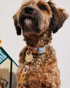 NICE DIGS Snakes & Ladders Leather Dog Collar -Pet Sale Shop 6 eabf4c91 3fba 4a27 b63e aae207b106d0