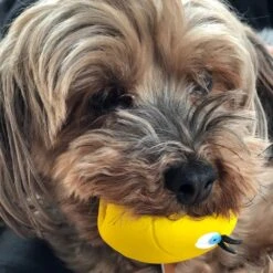 LANCO TOYS Squeaky Egg Dog Toy 17 LANCO TOYS Squeaky Egg Dog Toy -Pet Sale Shop 6cac384f5b4fa7f7393fdf13409b28174623da73f78c215ad5106e9d26b36252