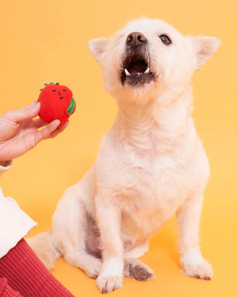 THE FURRYFOLKS Cherry Tomato Nose Work & Tug Dog Toy 10 THE FURRYFOLKS Cherry Tomato Nose Work & Tug Dog Toy - Image 10