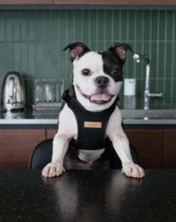 CHARLIE'S BACKYARD Comfort Dog Harness In Black